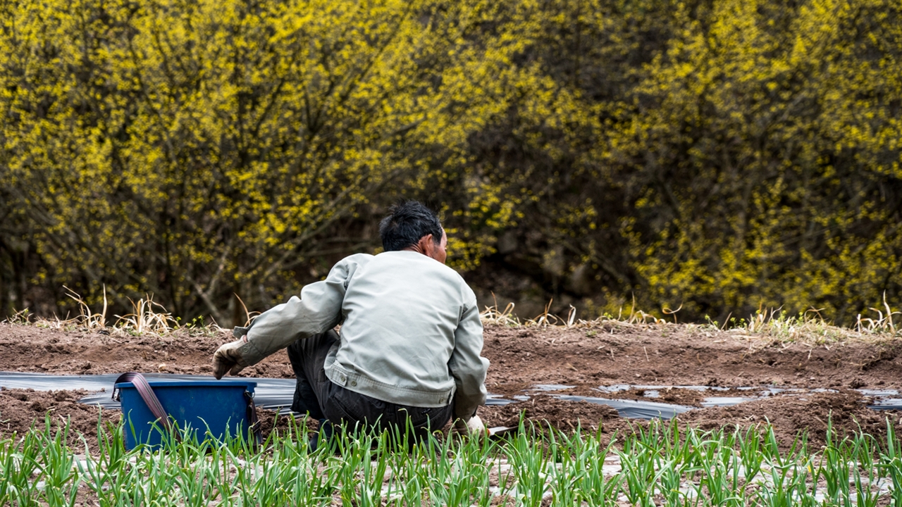지금 봄 들판에는 봄농사가 한창입니다. 마을 어르신이 노란 산수유꽃 어우러진 들판에서 밭을 일구고 있어요.