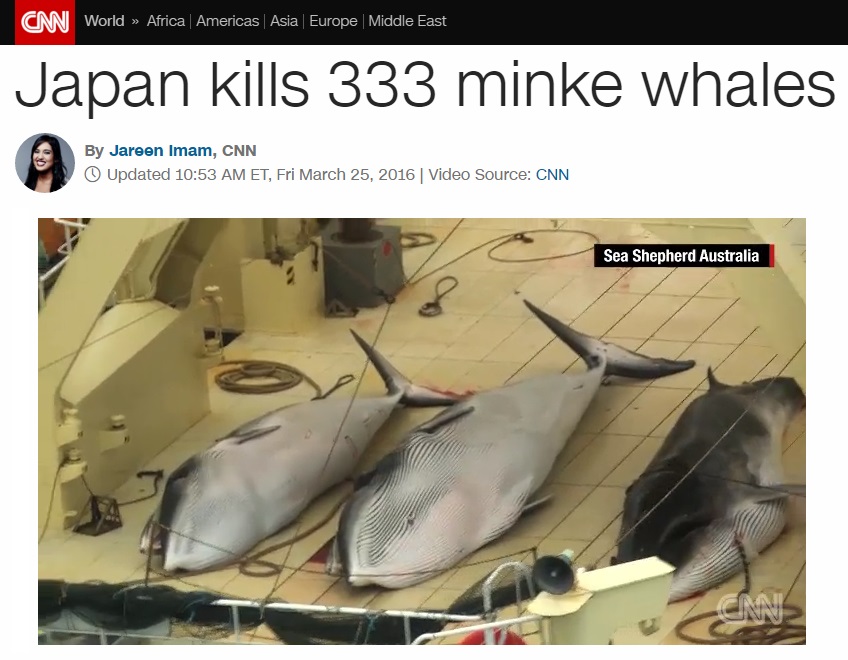 일본의 고래잡이 실태를 보도하는 CNN 뉴스 갈무리.
