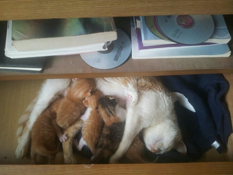고양이가 집안에 몰래 침투해서 옷장에 새끼 고양이를 낳았다. 