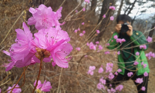 섬진강 둘레길에서 만난 진달래꽃 군락. 연분홍 빛깔의 꽃이 봄의 한가운데로 이끈다.