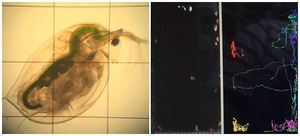 현미경으로 본 물벼룩의 모습(왼쪽)과 수조 안에서 물벼룩이 이동한 궤적(오른쪽).