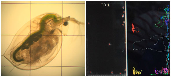  현미경으로 본 물벼룩의 모습(왼쪽)과 수조 안에서 물벼룩이 이동한 궤적(오른쪽).