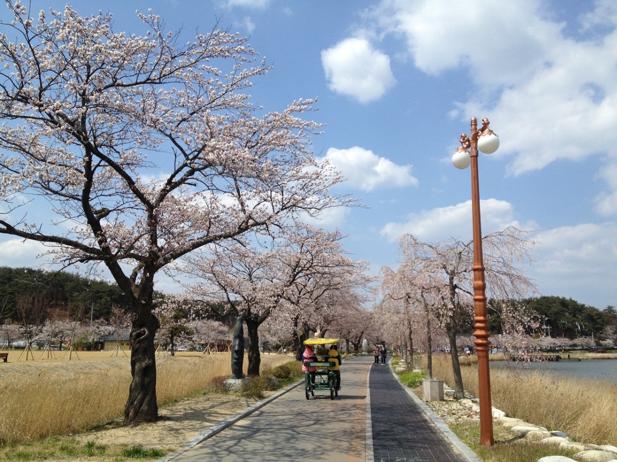 경포호수 주변은 봄이면 벚꽃의 향연 펼쳐진다. 