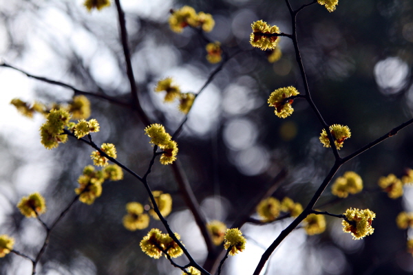 생강나무 노란 꽃들이 하늘의 별처럼 싱그럽게 매달려 바람에 한들한들 춤춘다.
