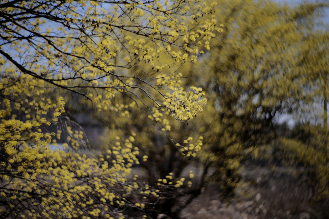 산수유 오래된 산수유나무가 많은 개군마을, 가자마다 노란빛이 가득하다.