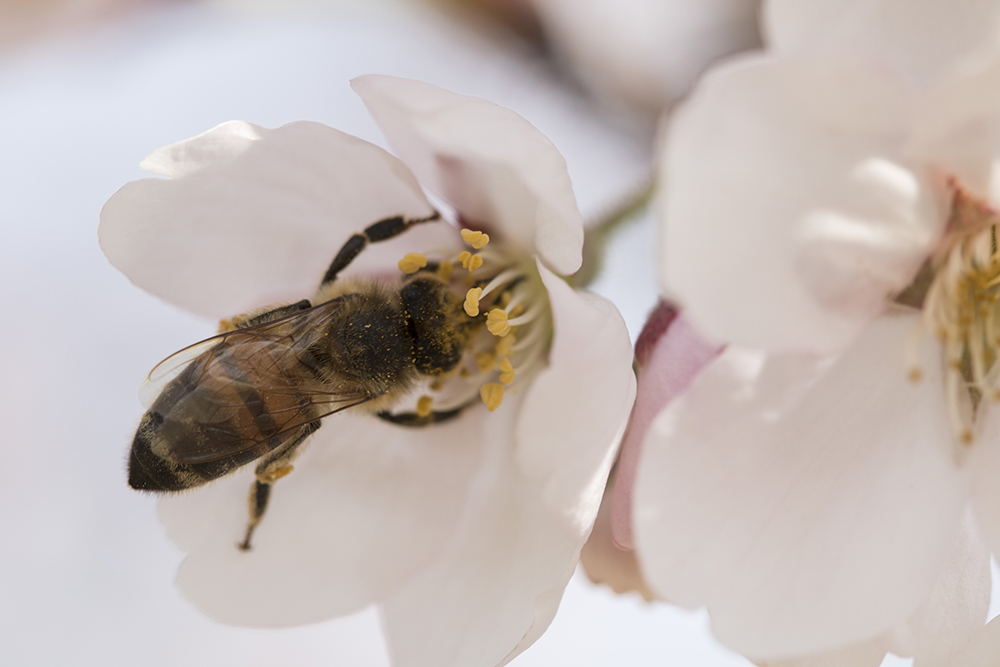 꽃속에 파묻히다시피 한 꿀벌. 