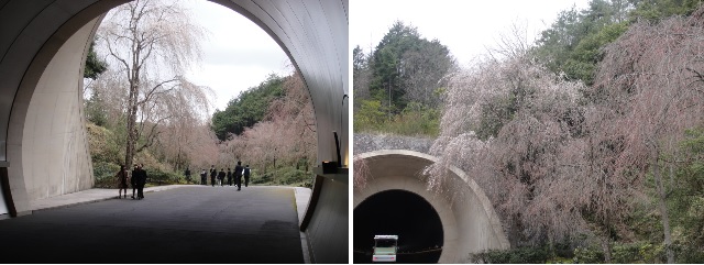              미호뮤지엄은 터널 앞에 핀 벚꽃입니다. 아직 벚꽃이 다 피지 않았습니다.
