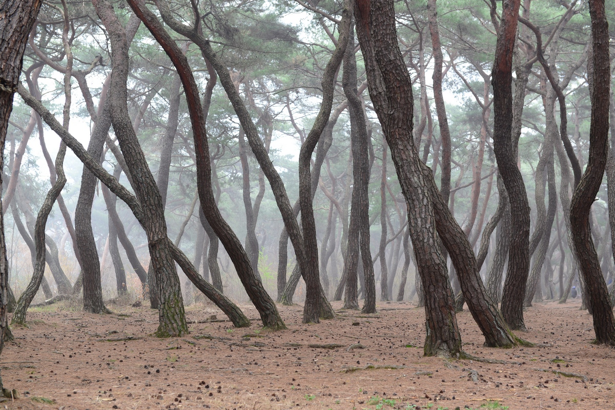 우리나라 사람들이 제일 좋아한다는 소나무, 사진작가 한분이 찍으면서부터 유명해졌다. 특히 이곳 삼능 소나무숲은 사진가들이 촬영을 위해 즐겨 찾는다.