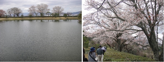             슈가쿠닌리쿠 궁 안에 있는 가미노오차야(上御茶屋)에 있는 요쿠류우치(浴龍池) 연못과 둑에 심어놓은 벚꽃입니다.