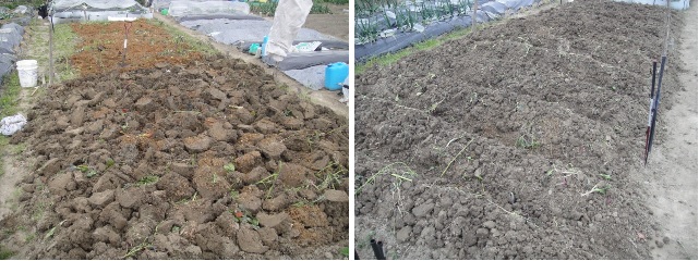 　　　　마구간에서 나온 말똥 거름을 뿌리고 땅을 파는 도중에 찍었습니다. 오른쪽 사진은 일이 끝난 뒤 모습입니다.
