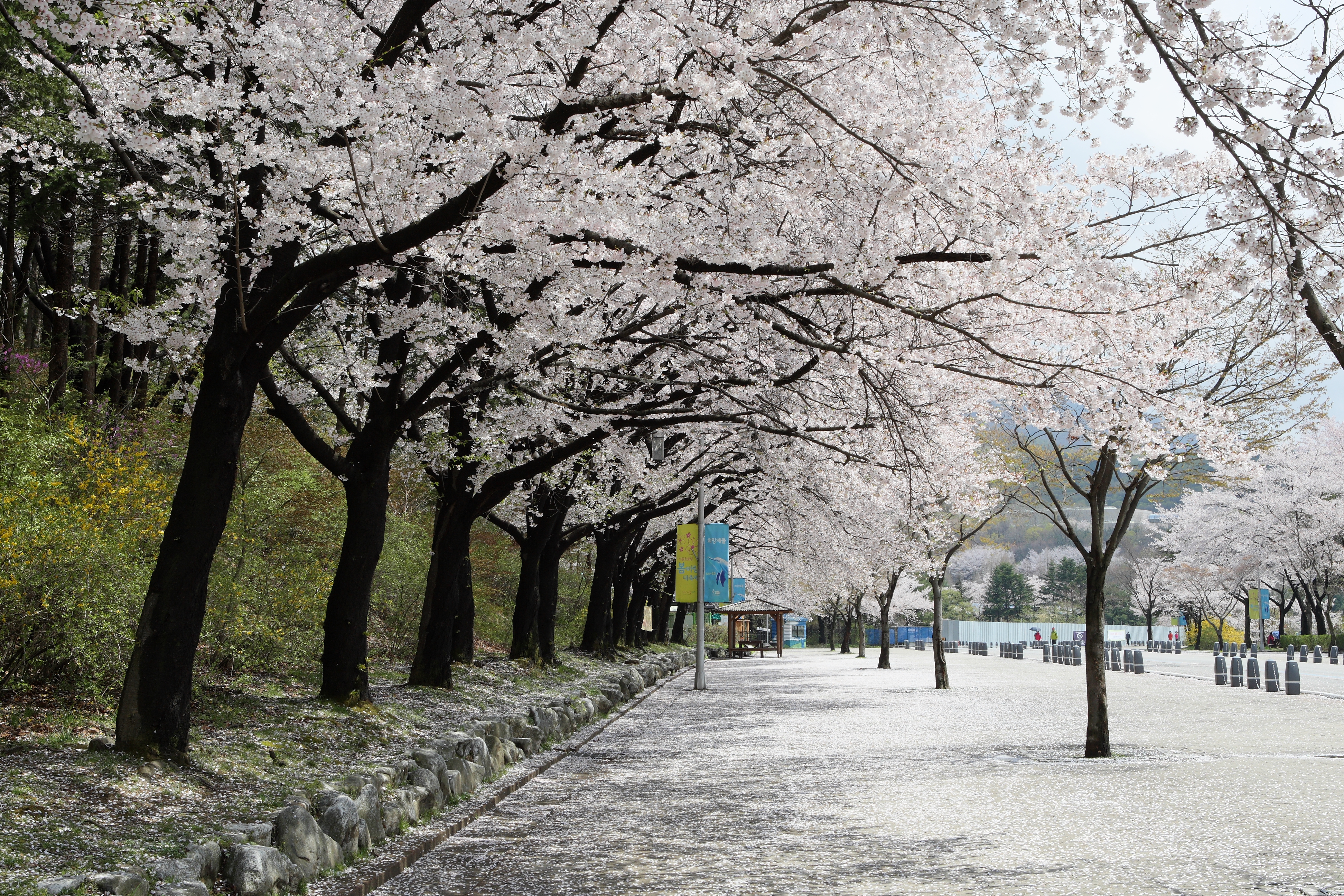  꽃비 내리는 서울대공원.