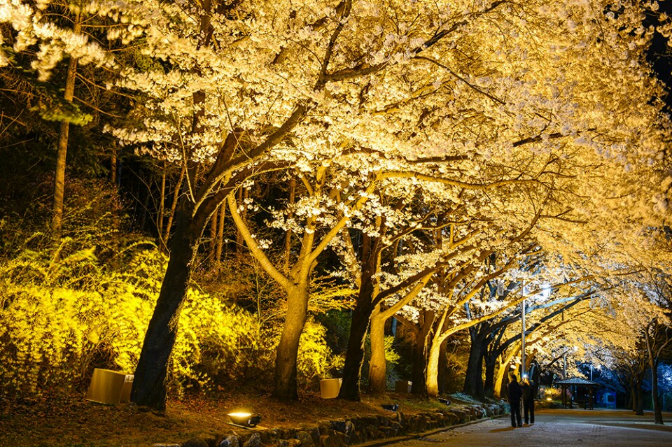  밤에 더 아름다운 서울대공원 꽃길.