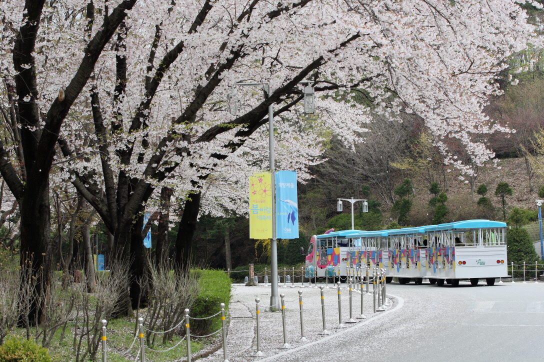  코끼리열차 타고 즐기는 벚꽃길.