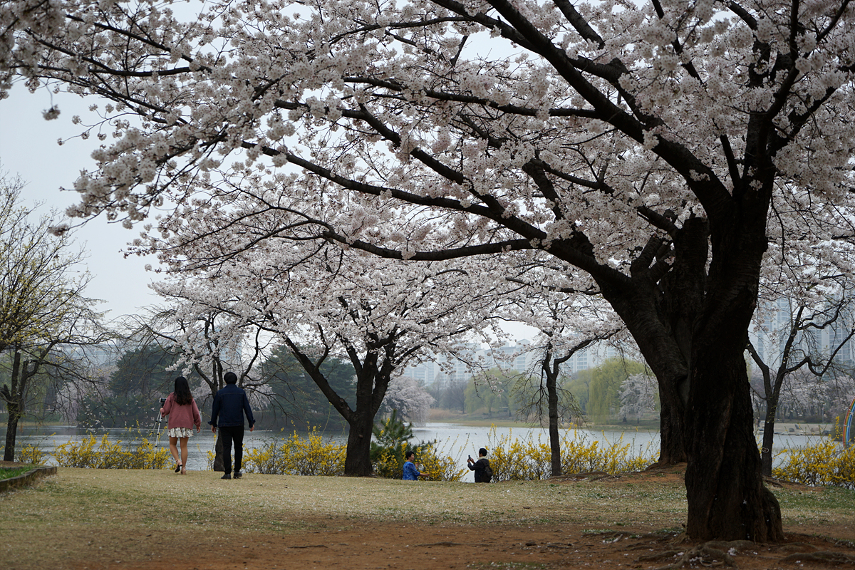  일산 호수공원의 벚꽃
