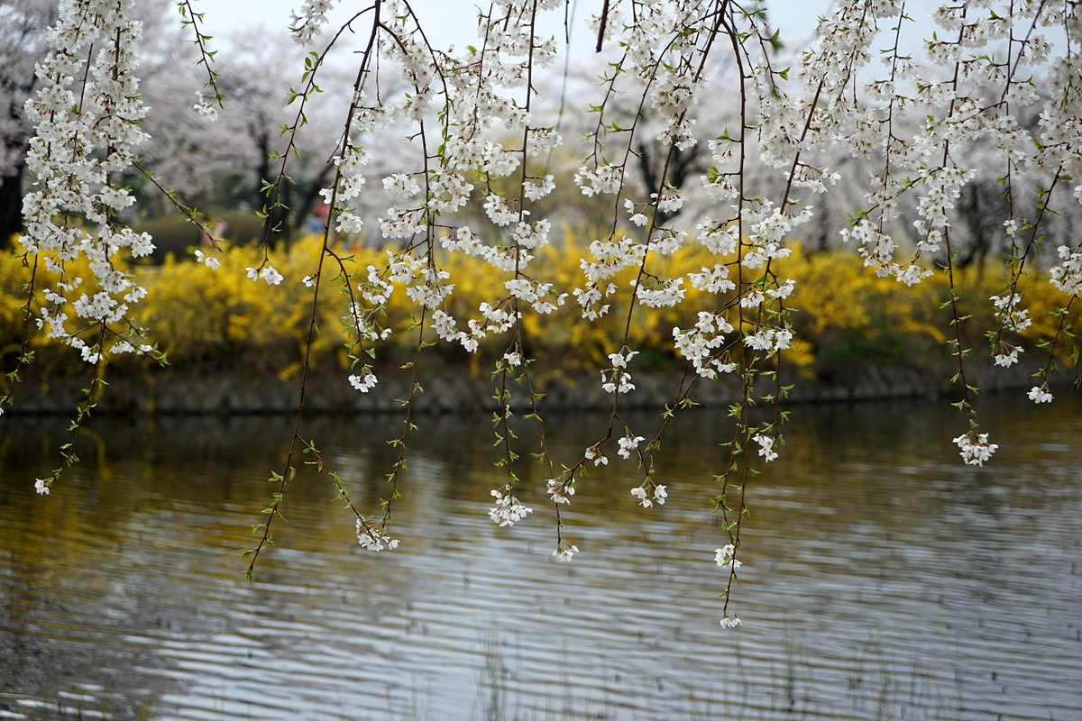  호수에 늘어진 벚꽃