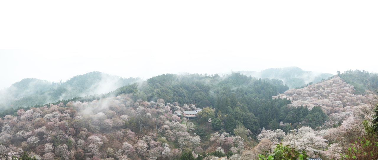  운해와 벚꽃에 휩싸인 파노라마 요시노야마 장관, 처음 마주친 순간 나 자신이 압도되는 느낌은 산 기운이라고 해야할까?