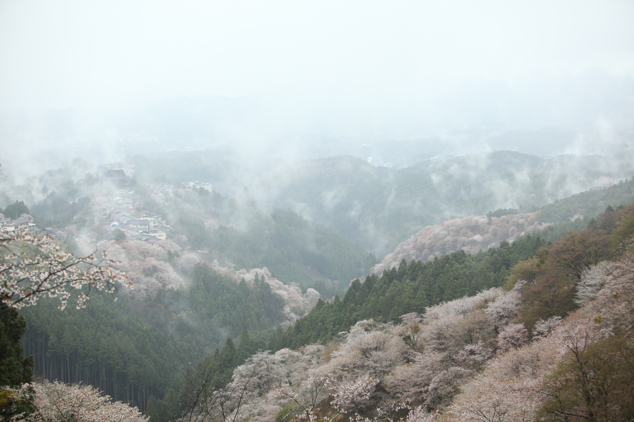  벚꽃을 품은 요시노산 계곡, 저 멀리 희미하게 보이는 우뚝솟은 34미터 높이의 긴푸센지 자오도와 마을전경 ,카미센본에서 사진 찍기 좋은 곳이다.
