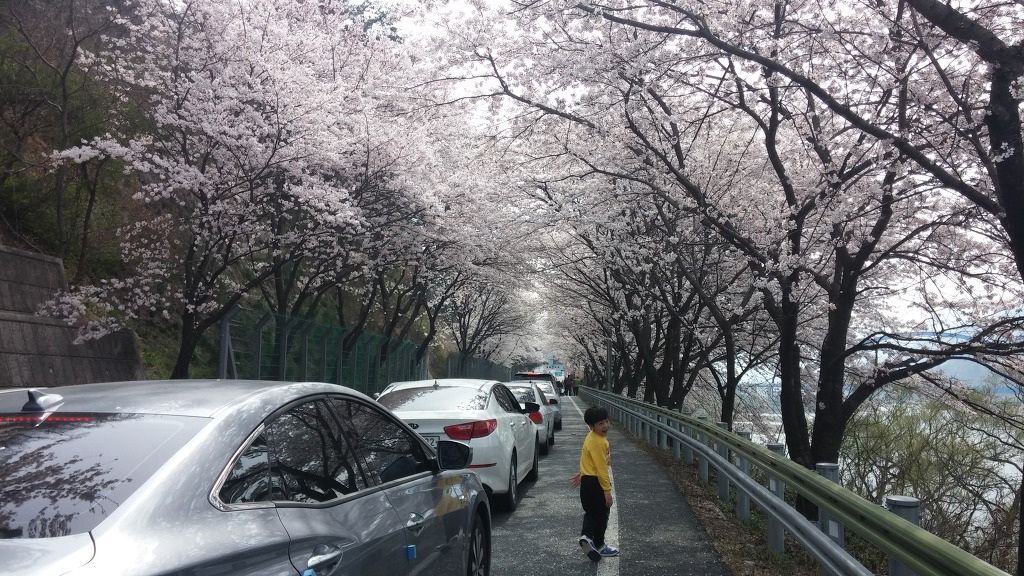 경남 하동 쌍계사 벚꽃놀이 가는 중. 차 타고 가는 것보다 걷는 게 빠르다.