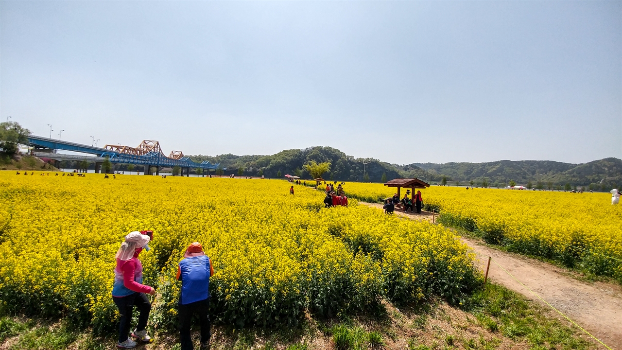 경남 창녕군 남지읍, 낙동강가 너른 땅에서 노란 물결 일렁이는 유채꽃 축제를 한답니다. 오늘(4월15일)부터 19일까지 닷새 동안 펼쳐진답니다.