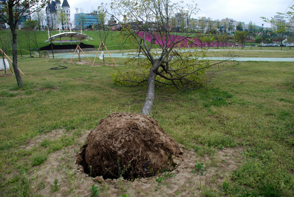 4대강 사업으로 조성된 공주시 신관둔치공원의 벚나무가 바람에 쓰러졌다.