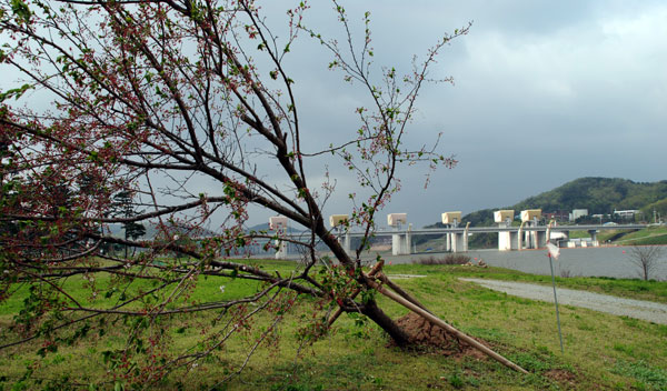 공주보 상류 둔치공원의 벚나무도 바람에 쓰려졌다.