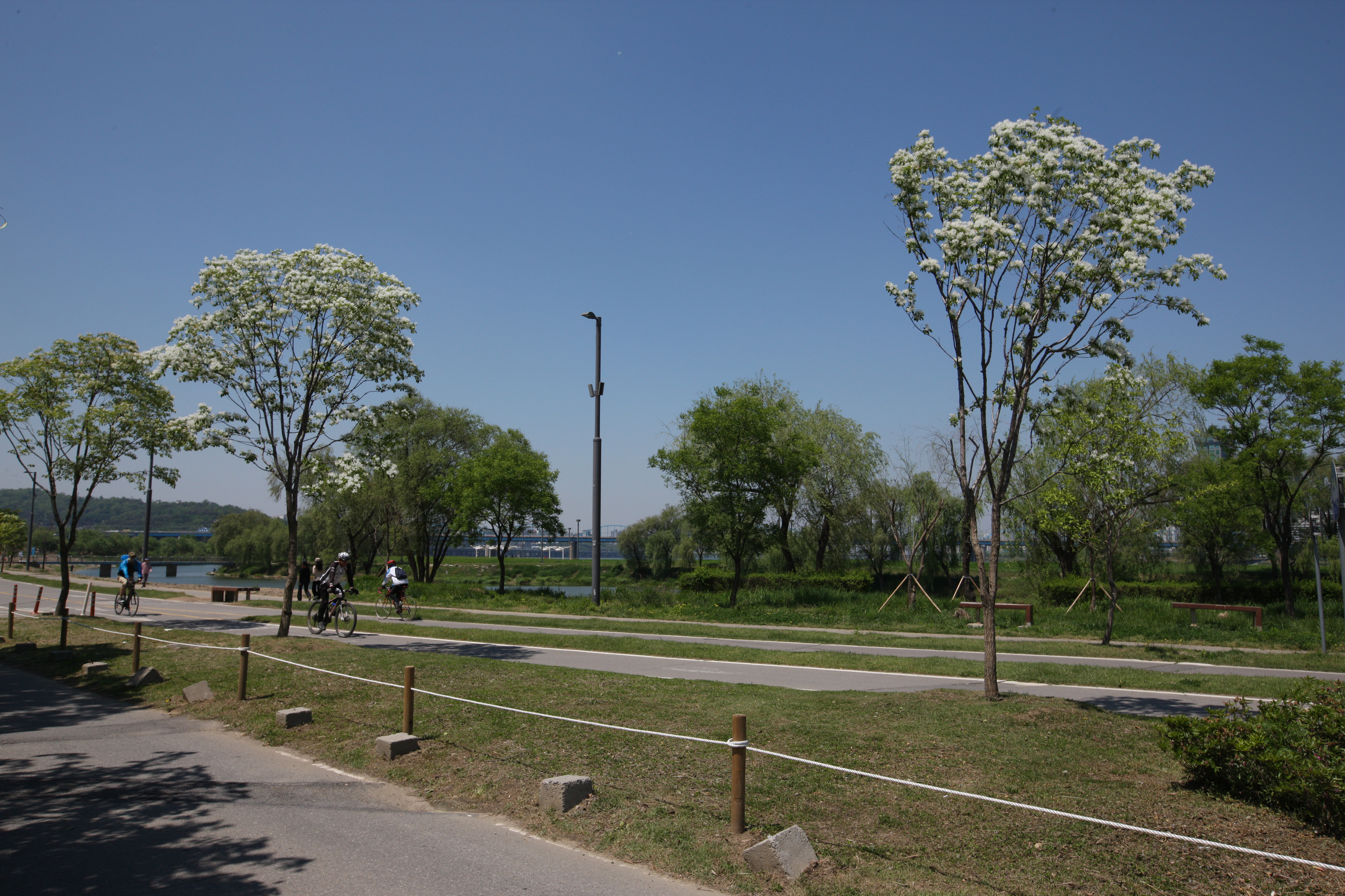  반포한강공원 이팝나무