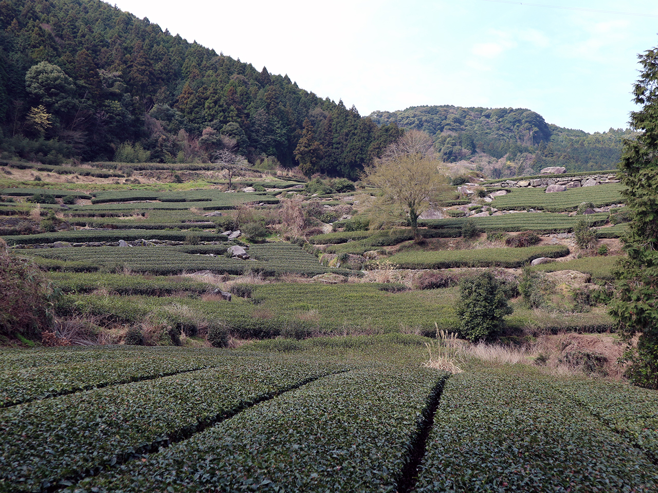 다랑이 논을 연상하게 하는 차밭. 우레시노는 일본에서도 유명한 차 생산지다.