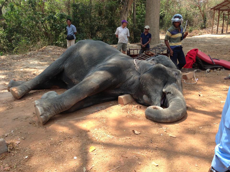 앙코르와트로 유명한 관광도시 씨엠립에서 관광객들을 실어나르던 코끼리 한마리가 그만 무더위에 따른 스트레스로 인해 지난 주말 숨을 거뒀다. 