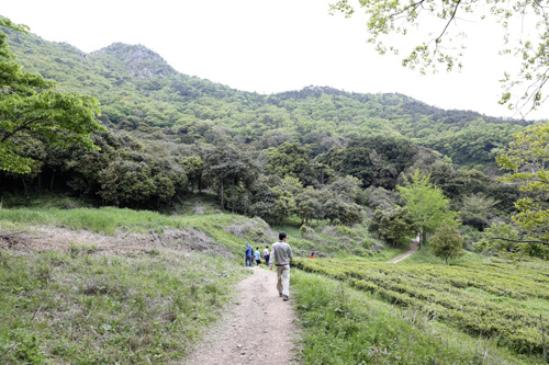 다산초당에서 백련사로 가는 길. 길가에 야생의 차밭이 지천이다. 왼편 위로 보이는 산이 만덕산이다.