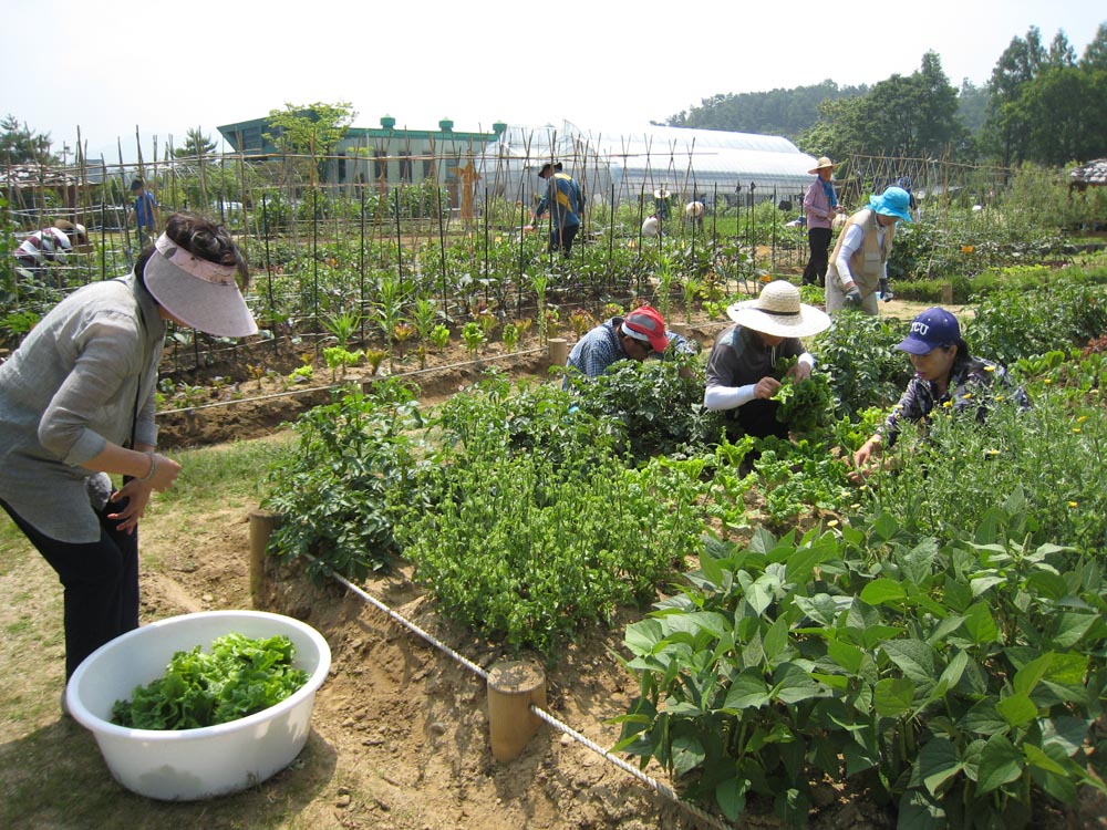  서울의 한 주말농장에서 참가자들이 텃밭을 가꾸고 있다. 참가 신청이 많아 제비뽑기를 해야 할 정도로 인기가 높다.