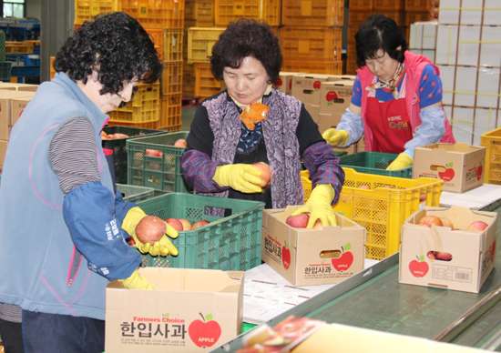 예산APC센터에서 저장용 사과를 유통하기 위해 직원들이 선별하고 있다. 