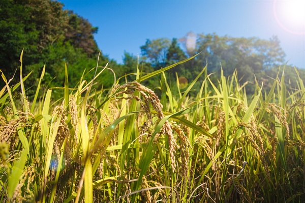 요즘 농촌에서는 벼농사를 짓는 농민들이 쌀을 사서 먹는 경우가 늘고 있다. 