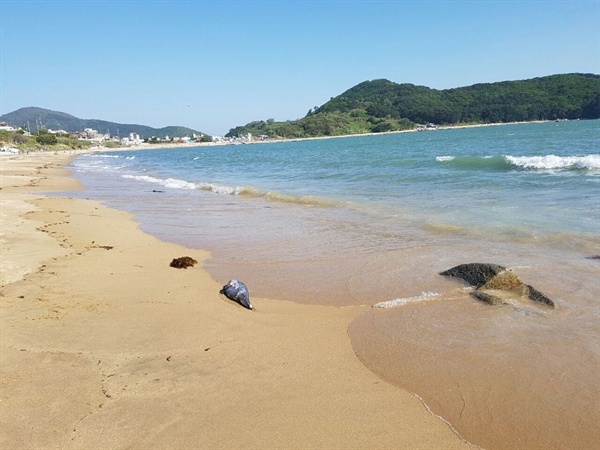  4일 오후, 경남 거제 구조라해수욕장 백사장에 돌고래 새끼가 죽은 채 발견되었다.