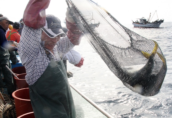 지난 2012년 10월, 제주 서귀포시 마라도 앞바다에서 한 어민이 방어를 잡아올리고 있다.