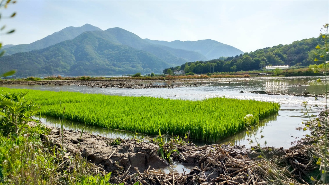 모내기 준비 요즘 시골 들녘은 모내기 준비에 한창 바쁘답니다. 이렇게 물댄 논에 모판을 가지런히 놓고 모심을 준비를 하지요. 이런 풍경을 볼 때면, 무척이나 즐겁고 행복하답니다.