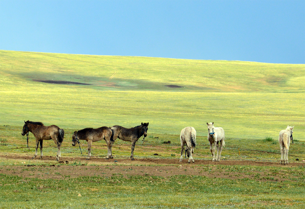 망아지 무리. 후일 몽골의 초원을 내달릴 유목민들의 소중한 자산이다.