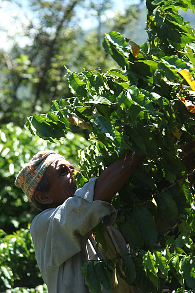 커피나무를 돌보는 농부  무너진 커피나무들을 일으켜 세우고, 천천히 식물의 속도로 집과 마을을, 숲을 일으켜 가는 네팔 농부들 
