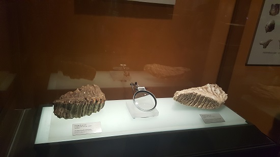 하남성 영보시(？？市)에서 출토된 스테고돈(stegodon)이라는 코끼리과의 이빨화석, 50만년에서 200만년 추정