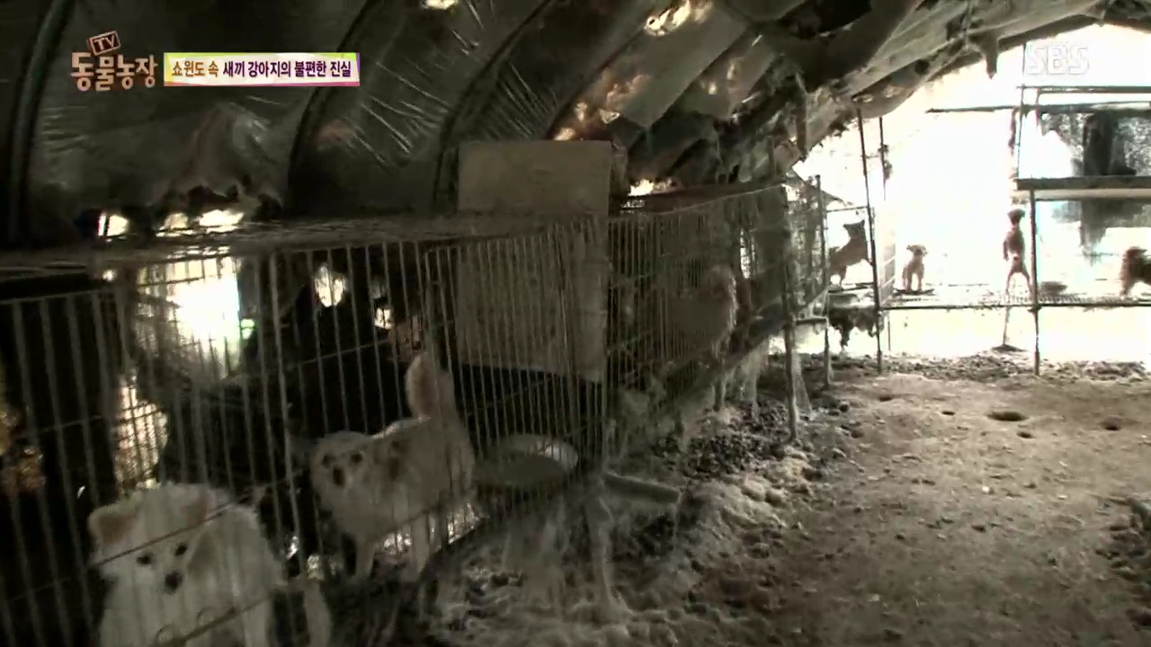 반려동물 번식장의 어미 개들이 살아가는 환경. 'TV 동물농장'의 한 장면.