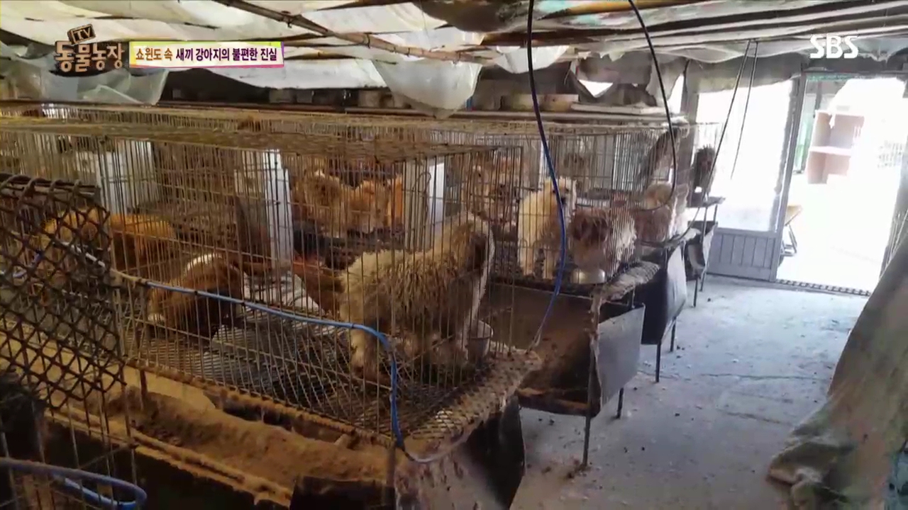 (자료사진, 방송 캡쳐 속 번식장과 기사 속 번식장은 동일한 장소가 아님) 반려동물 번식장의 어미 개들이 살아가는 환경. 'TV 동물농장'의 한 장면.