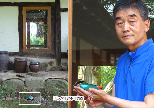 자신의 집 뒷마당에서 팔색조를 발견한 김영경 씨(오른쪽)와 숨진 채 땅바닥에 놓여 있는 팔색조