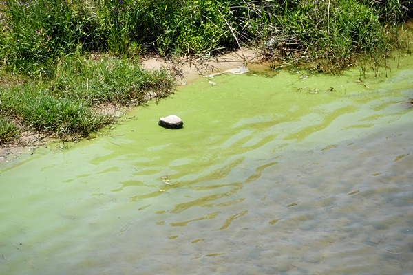 우곡교 아래 낙동강 강변에 녹조가 진하게 폈다. 5월 17일 첫 녹조띠가 관찰된 이후 계속해서 녹조가 발생하고 있다.
