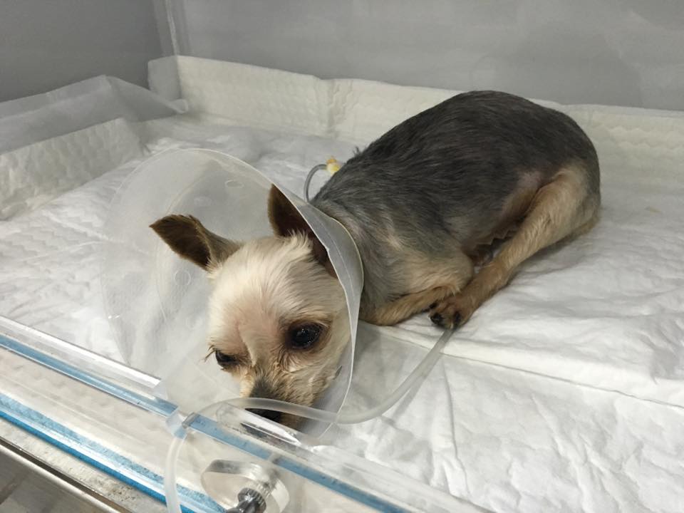 이 개는 열악한 번식장에서 다수의 출산과 제왕절개를 겪다가 극적으로 구조되었다. 유선종양, 자궁축농증 등의 각종 질병으로 앓고 있어 수술을 받고 지금은 잘 회복하여 살고 있다.