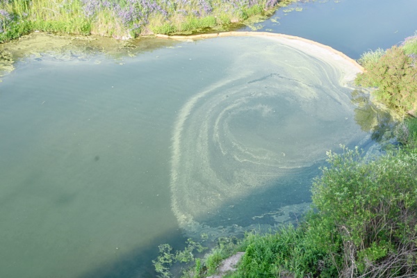 지난 22일 낙동강 우곡교 다리아래 녹조가 진하게 피었다.
