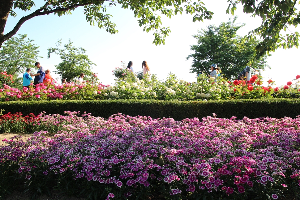장미공원에 만개한 꽃들의 자태가 너무나 곱다.
