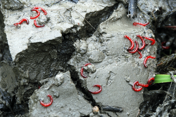 공주보 우안 상류 1km 지점에서 퍼 올린 흙 속에서 발견된 환경부 수생태오염지표종 붉은 깔따구.