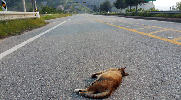 충남 공주시 백제큰길에 고양이가 차에 치어 죽어 있다. 