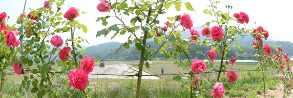 26일 경남 거창 남하면 무릉리 들녘.