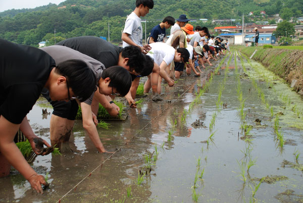  충남 공주시 정안면 한일고등학교 학생들이 자매결연을 한 어물리를 찾아 모심기하고 있다. 