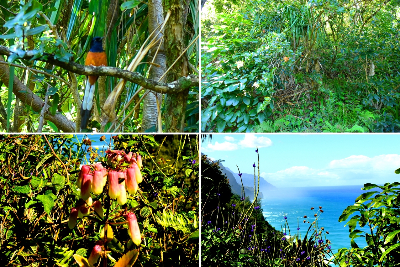 아름다운 새들이 노래를 부르고 이름모를 야생화들이 미소를 짓고 있는 카우아이 섬 칼랄라우 트레일 코스